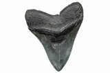 Fossil Megalodon Tooth - South Carolina #272473-2